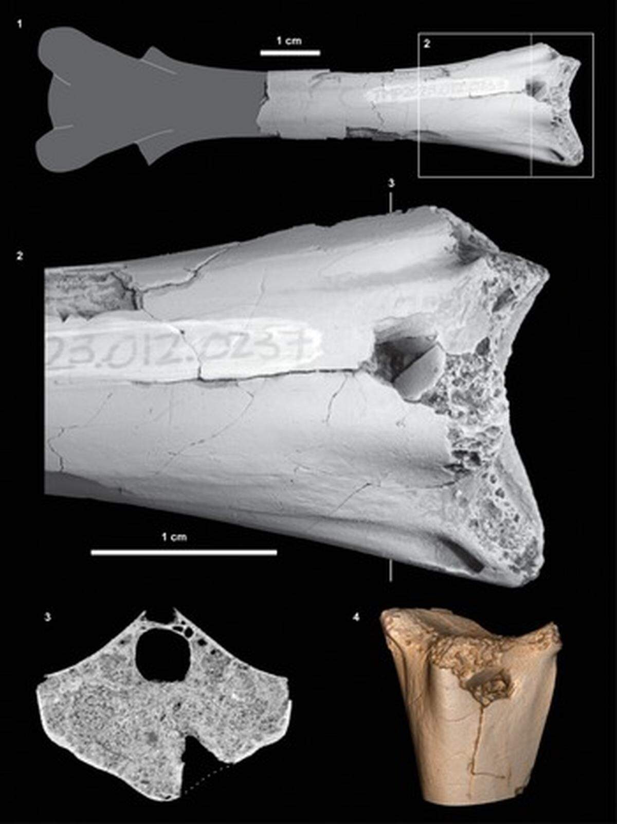 A conical puncture hole on a pterosaur vertebra raised questions about a potential attack.