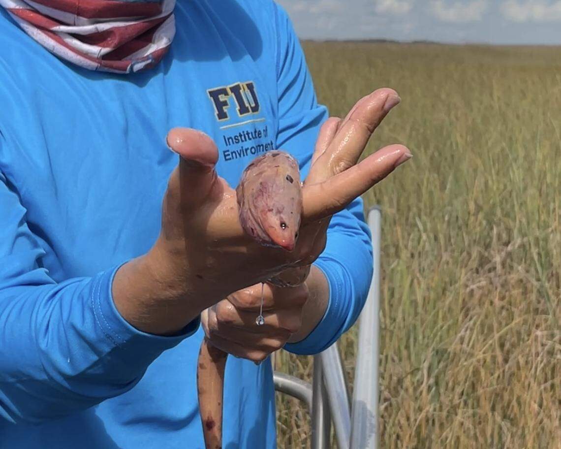 An FIU researcher from the Institute of Environment displays a newly caught Asian swamp eel from atop an electrofishing airboat in the freshwater wetland of the Everglades on Nov. 7th, 2025.