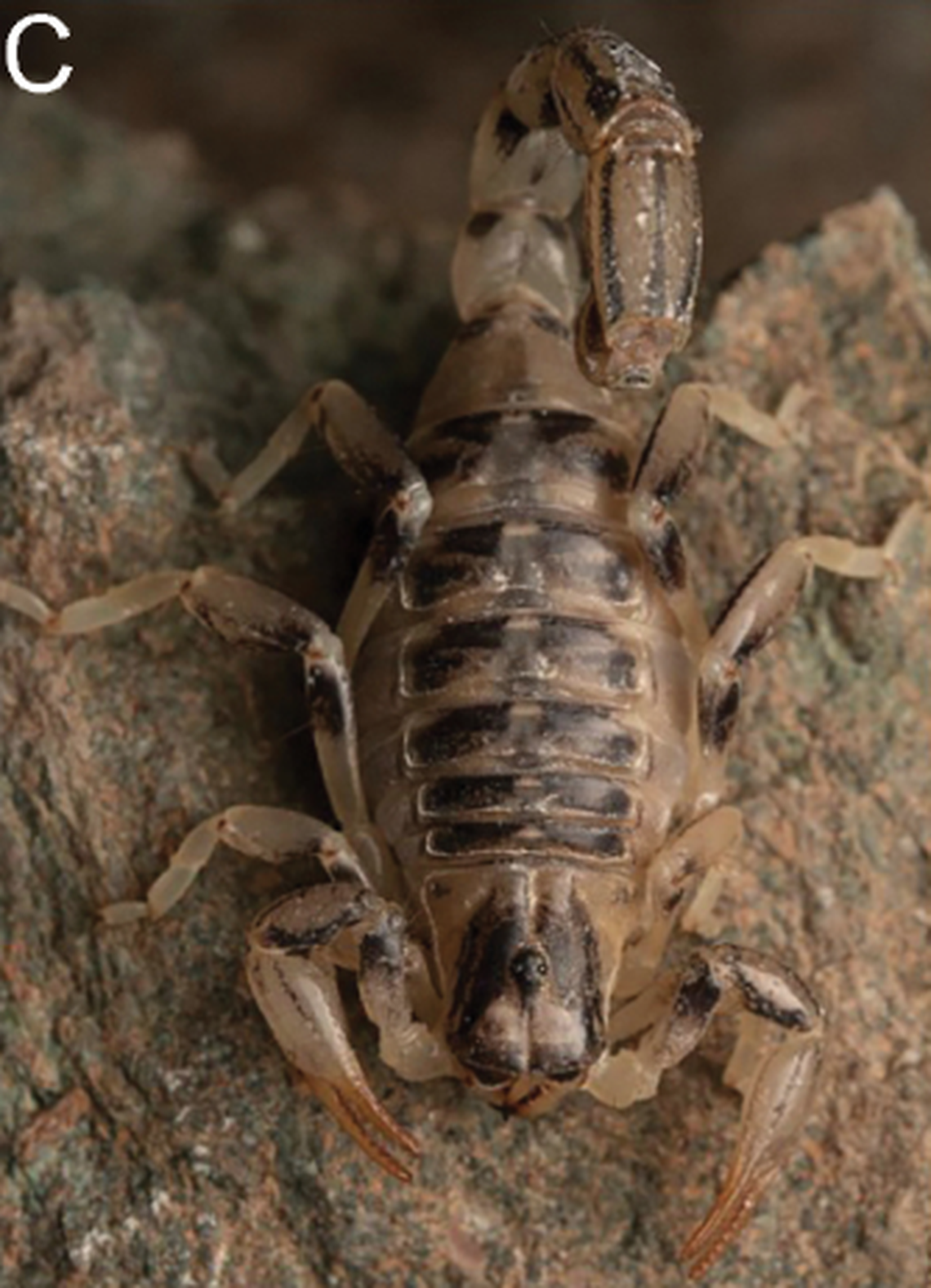 The scorpion is light in color with darker patches across its body.