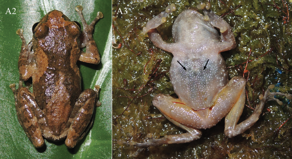 The Huaping small tree frog has a semi-translucent belly covered in small white dots.