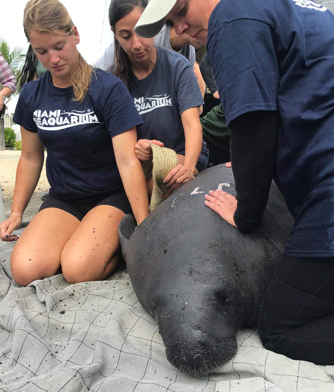Miami Seaquarium staff prepare a juvenile manatee for release into a Key Largo canal Thursday, Nov. 15. The manatee’s mother died two years ago after being hit by a boat propeller.