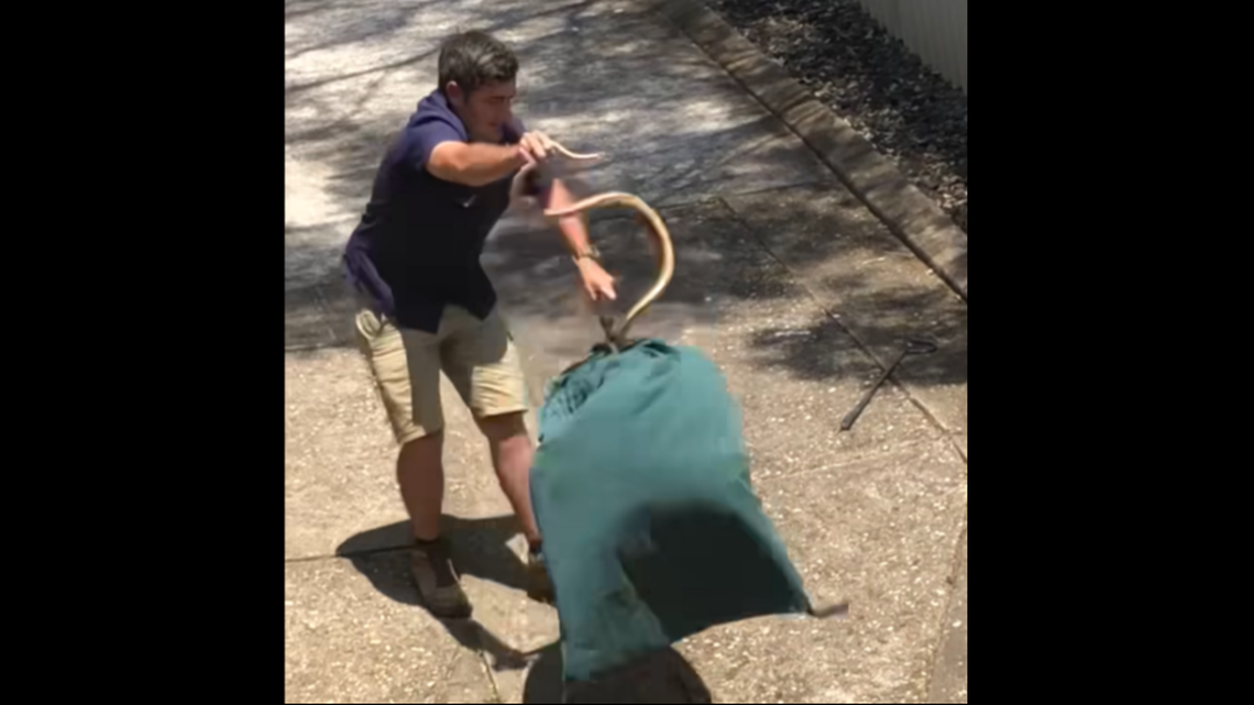 A venomous eastern brown snake made multiple attempts to bite the snake catcher sent to move it in Australia driveway, video shows.