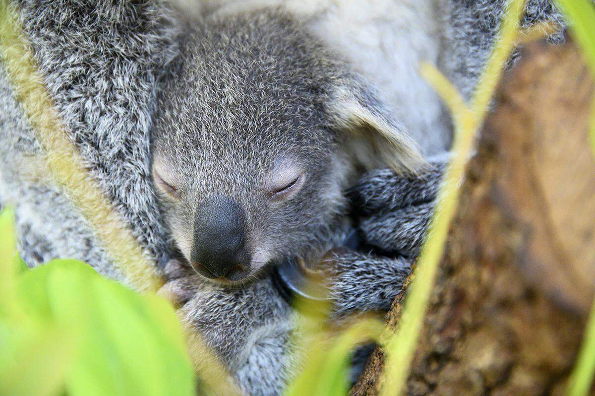 A koala joey left its mother’s pouch for the first time Jan. 8, 2020.