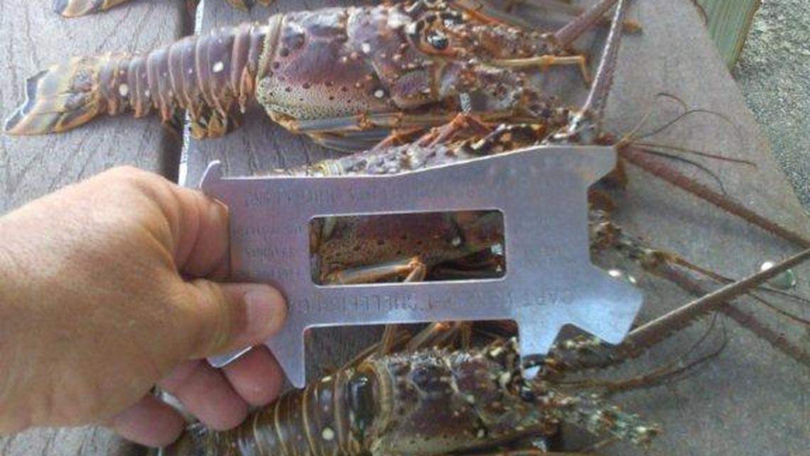 Mini-lobster season doesn’t begin until Wednesday.