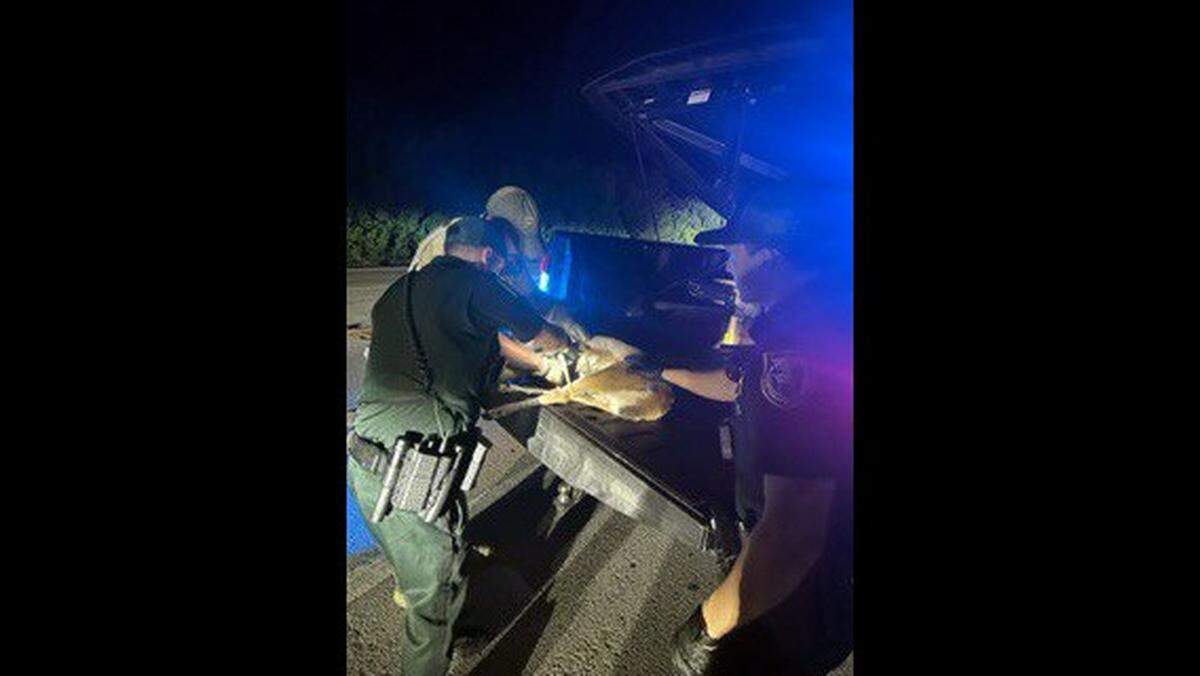 Two Miami men were arrested after a Florida Key deer was found in their truck during a traffic stop in Marathon on Sunday, July 26, 2022, according to the Monroe County Sheriff’s Office.