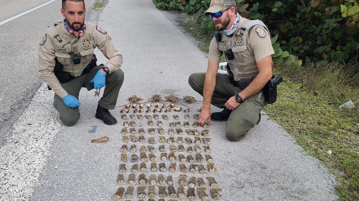 Florida Fish and Wildlife Conservation Commission Officers Justin Salazar and Alex Piekenbrock helped make a lobster case against two men on Feb. 25, 2021.