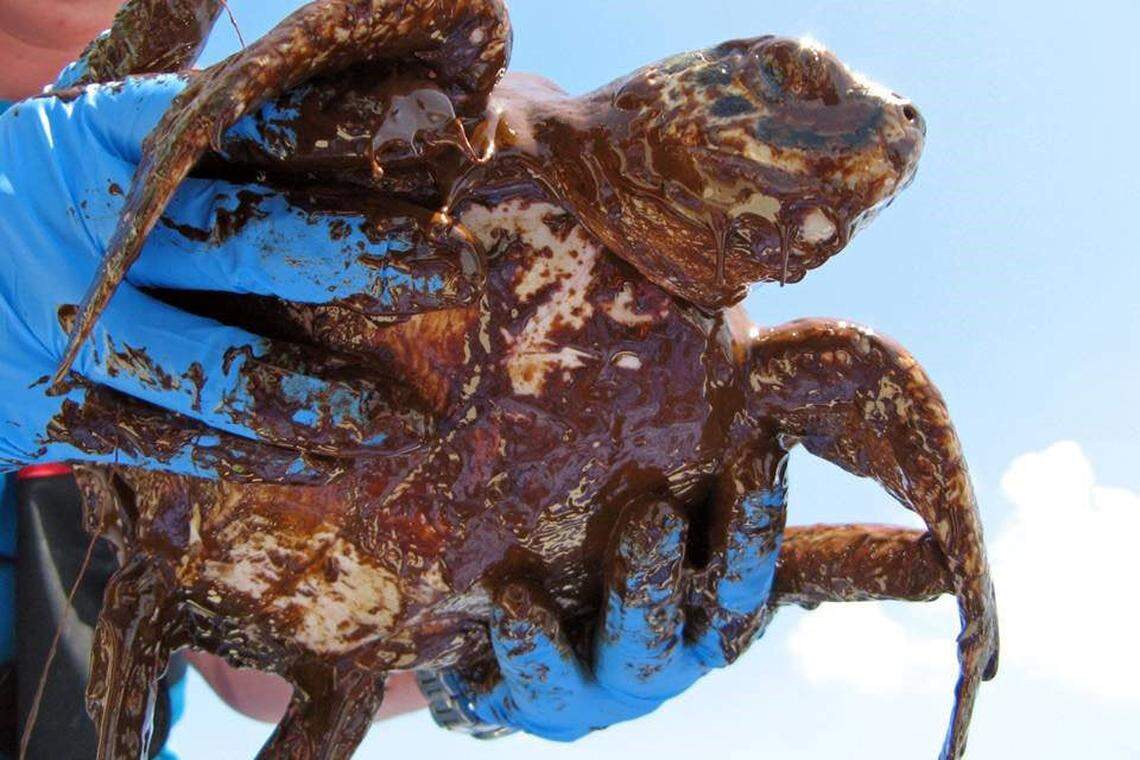 A juvenile Kemp’s ridley sea turtle saturated in crude oil after Deepwater Horizon. The spill killed over 100,000 sea turtles, many of them juveniles.