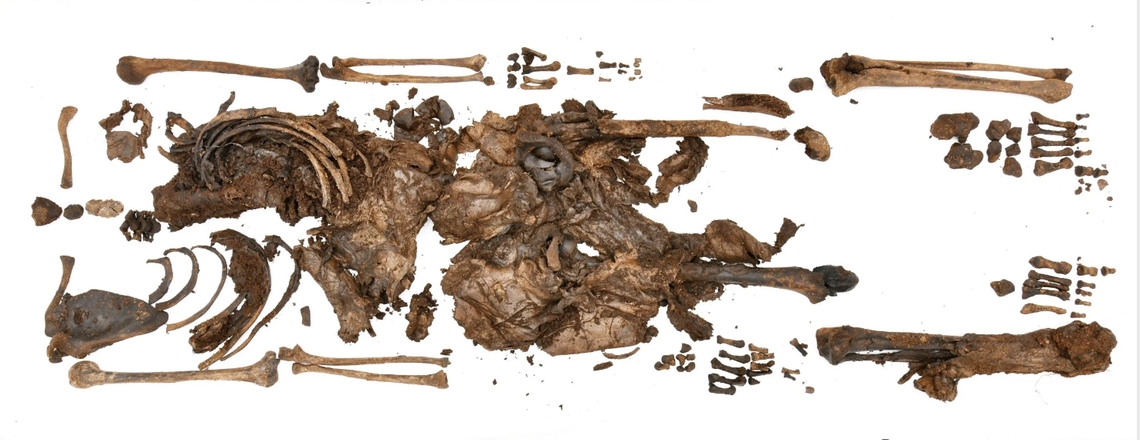 The body belongs to a young woman, and her head was intentionally cut off, researchers said.