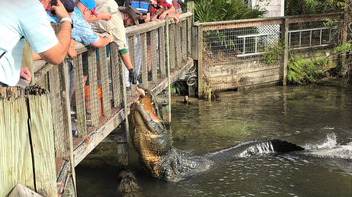 Visitors at Gatorland watch as one of the larger alligators is fed by a staffer at the 110-acre facility in Orlando that was founded in 1949 and is home to some 2,000 alligators.