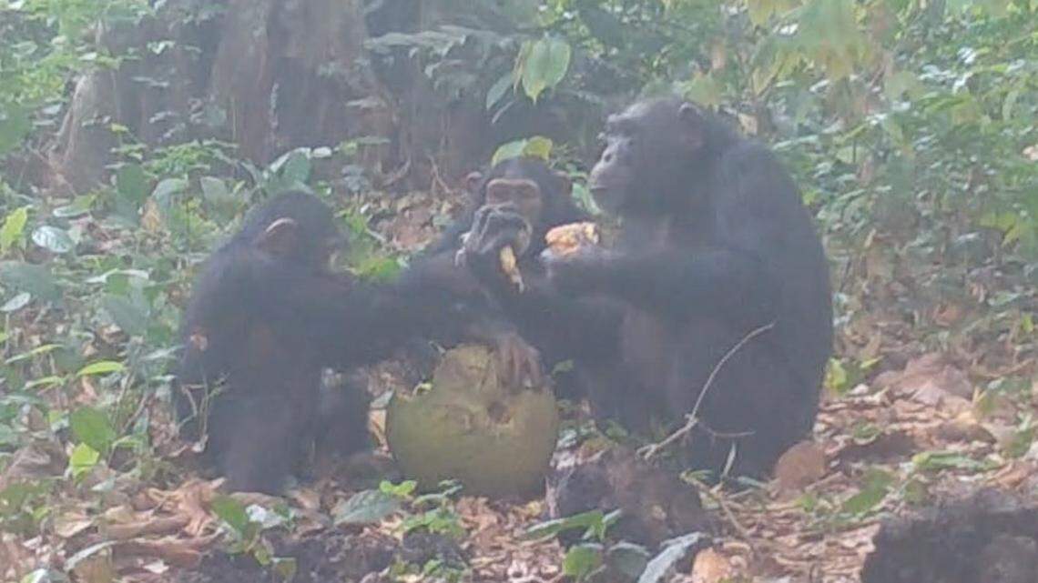 Wild chimpanzees were filmed sharing fermented fruit containing alcohol in a first-of-its-kind video, researchers said.