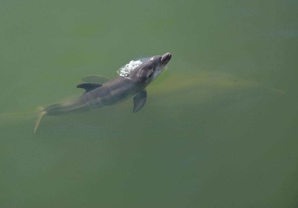 A bottlenose dolphin calf swims in a lagoon at Dolphin Research Center on Grassy Key in the Florida Keys. The baby mammal was born Thursday, NOv. 3, 2022.