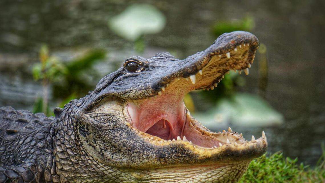 Alligators are native to all 67 counties in Florida and can reach up to 14 feet, the Florida Fish and Wildlife Commission. This alligator is not among the ones seen during the lake rescue.