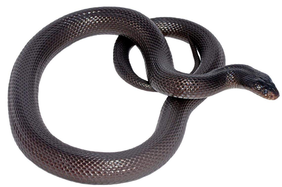 Black desert cobras are a venomous snake that lives in burrows and hunts at night, researchers said.