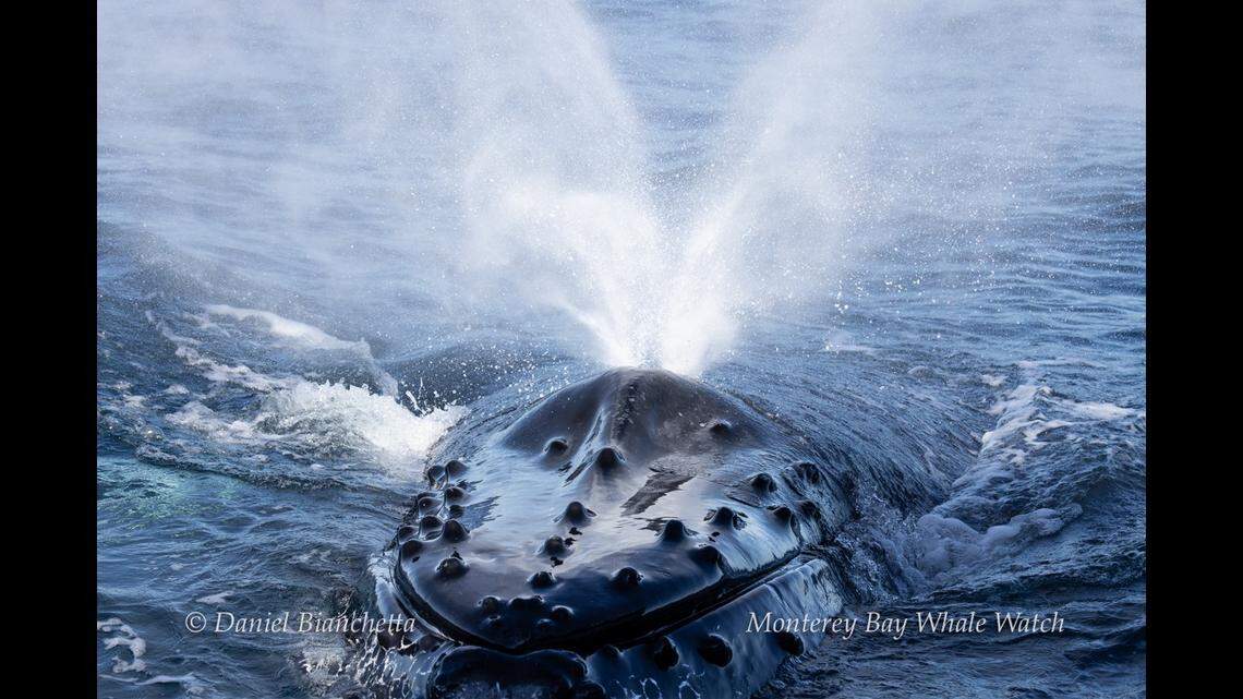 A photo shows the “curious” whale blowing from its blowhold.