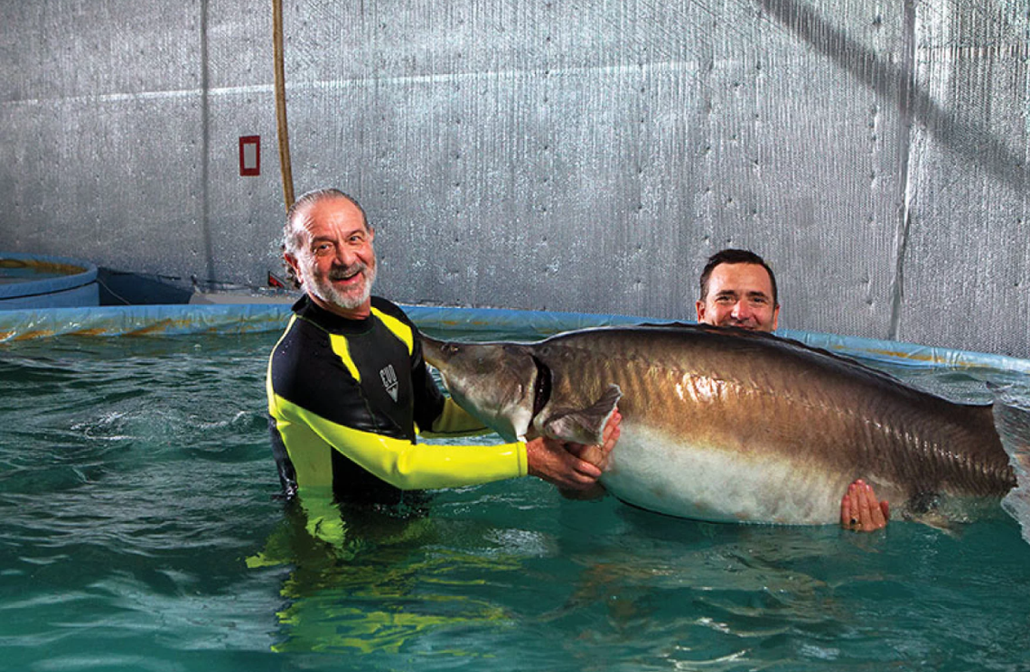 Marky’s co-founder Mark Zaslavsky holds a female sturgeon alongside a biologist.