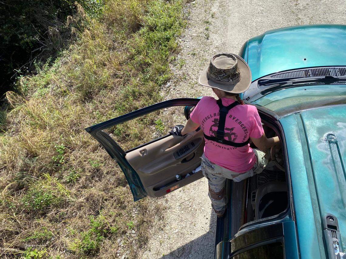While cruising on levees in the Everglades looking for pythons, Donna Kalil tries to spot the snake’s characteristic tan and dark brown patterns in the grass.