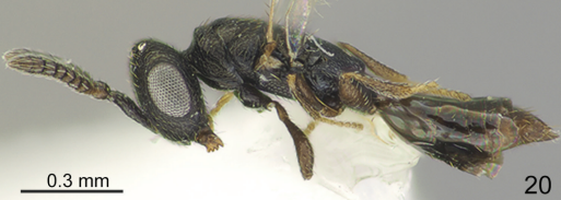 The wasps have glassy wings and “metallic” bodies, researchers said.