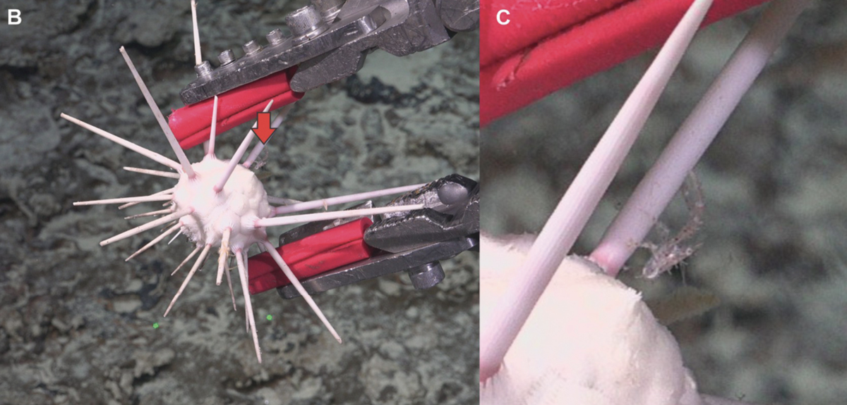 The tiny lobster was found living between the spines of a sea urchin on the rocky seafloor.