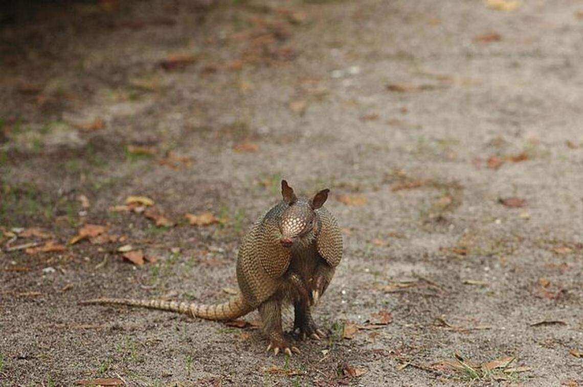 A nine-banded armadillo. There is some evidence that these armadillos may carry the bacteria that can lead to leprosy. But it is difficult to transmit and most people are naturally immune.