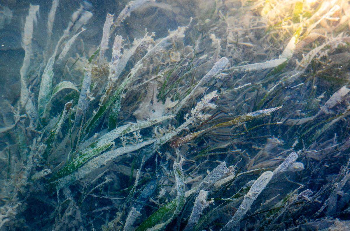 Seagrass in Florida Bay on April 7, 2025. Warmer temperatures exacerbate seagrass decline by slowing photosynthesis and plant growth.