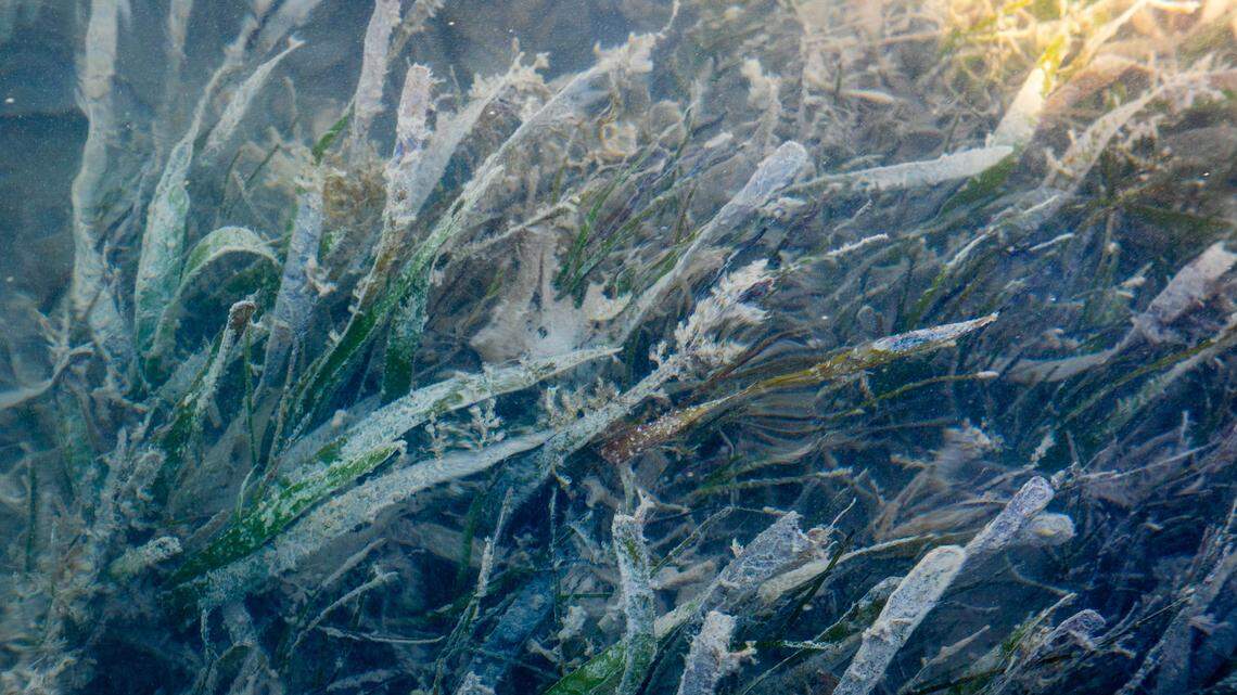 Seagrass in Florida Bay on April 7, 2025. Warmer temperatures exacerbate seagrass decline by slowing photosynthesis and plant growth.
