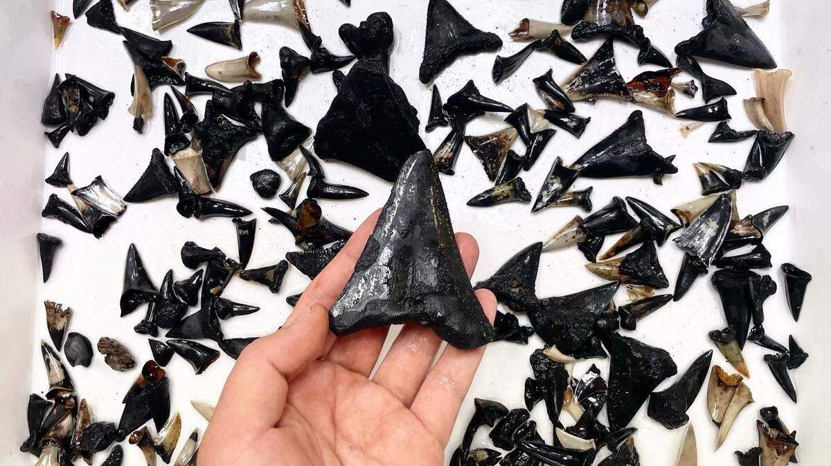 Marine researchers discovered a new hornshark species and deep-sea “shark graveyard” with fossilized teeth near the Cocos (Keeling) Islands.