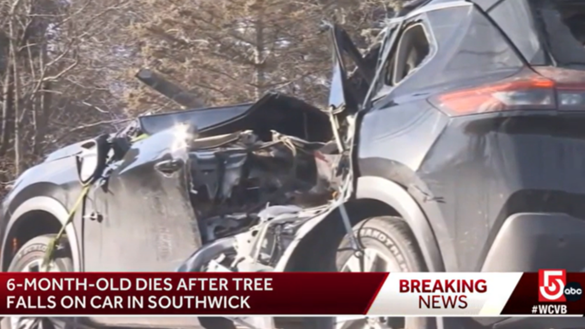 A baby girl died after a tree in Massachusetts fell and crushed the moving car she was riding in, local news reports say.