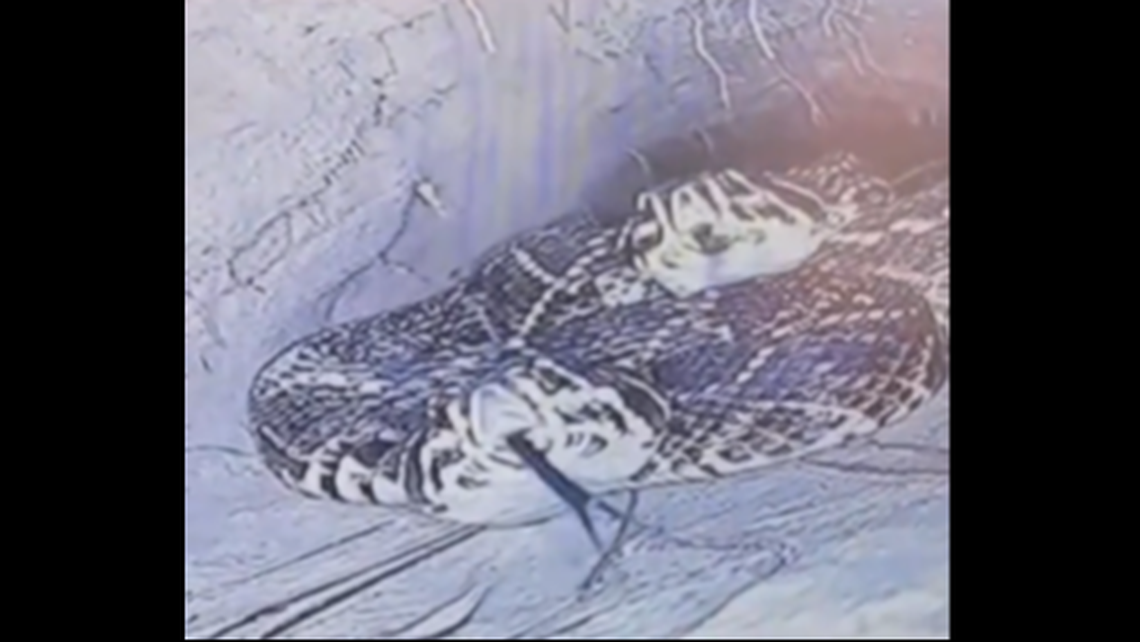 Two eastern diamondback rattlesnakes were caught cuddling at the back of a tortoise burrow in Florida, video shows.