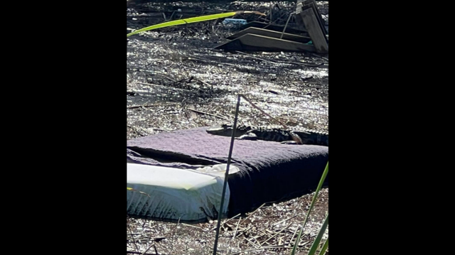 This alligator was seen sunbathing atop a bed left floating in a Florida canal by Hurricane Helene, photos show.