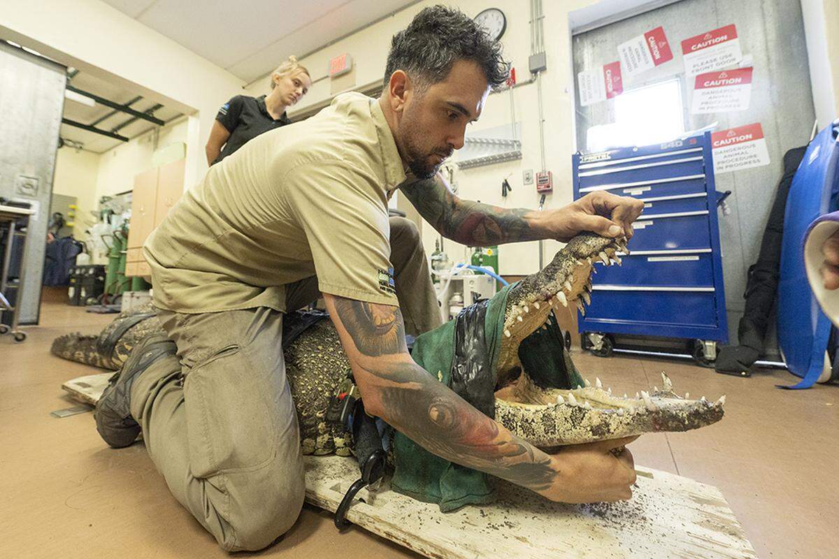 A staffer at Zoo Miami props open the jaws of a sedated Cuban crocodile at Zoo Miami on Jan. 24, 2023. Vets had to use radiograph X-ray technology during a procedure to see if the two gators had swallowed a wayward plastic bottle.