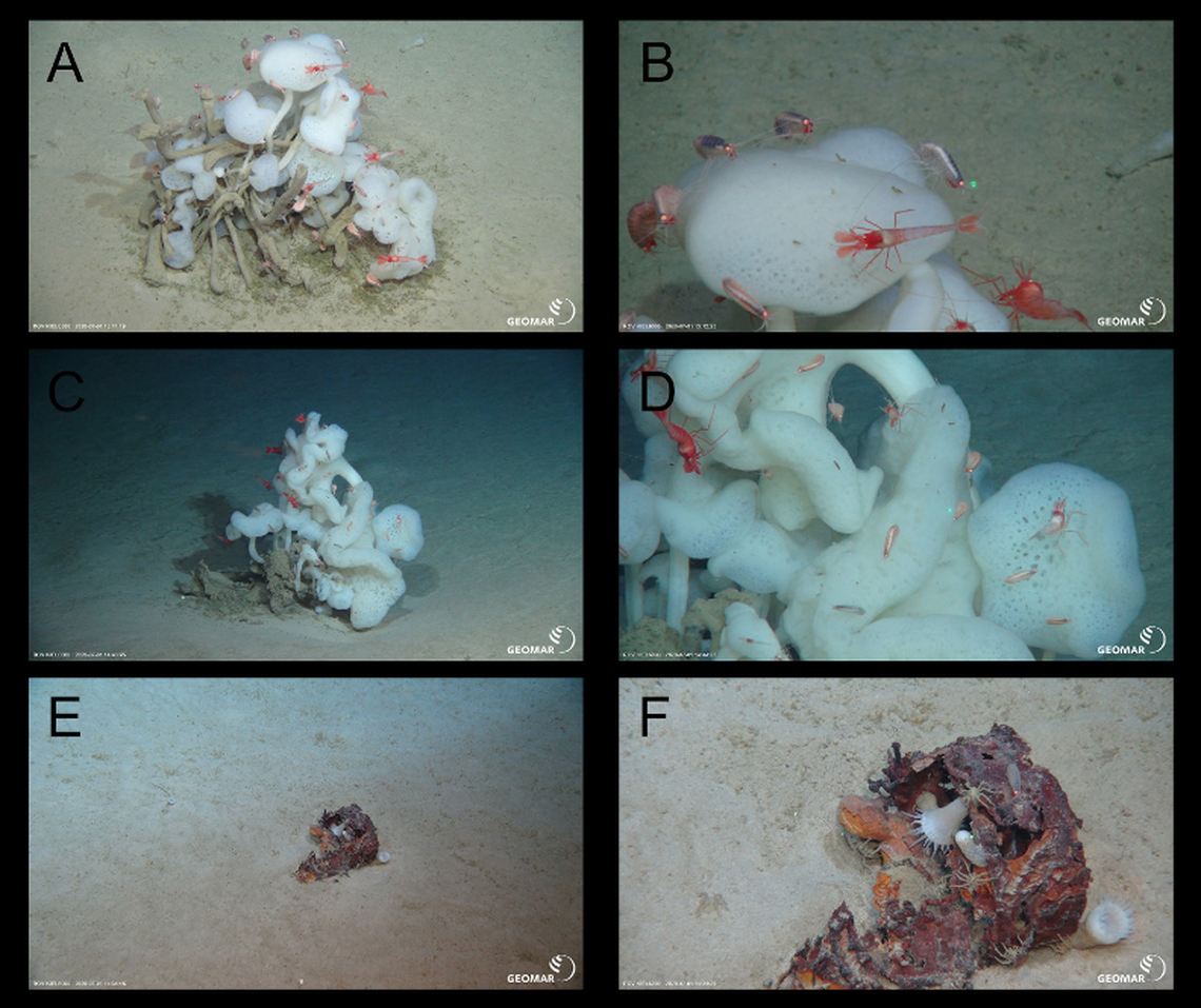 The new species of deep-sea shrimp was discovered on white sponges, and a tin can that made it to the bottom of the ocean.