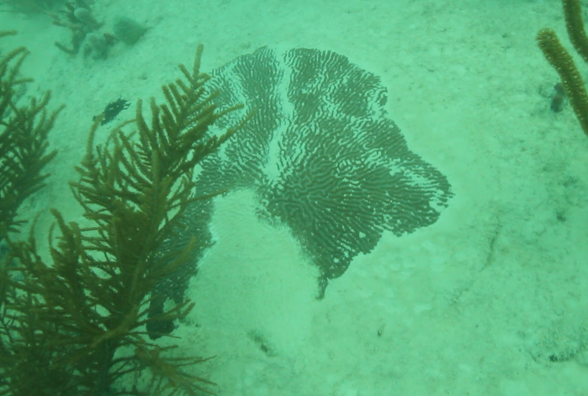 A coral buried in sediment near PortMiami, likely as a result of the dredging activity.