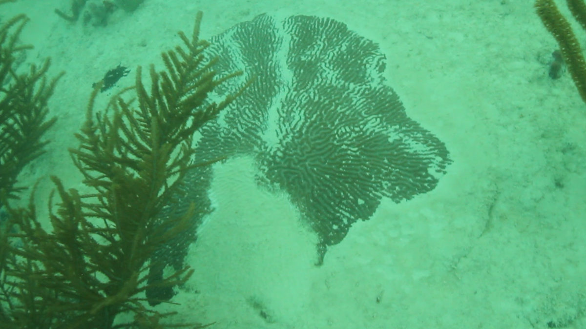 A coral buried in sediment near PortMiami, likely as a result of the dredging activity.
