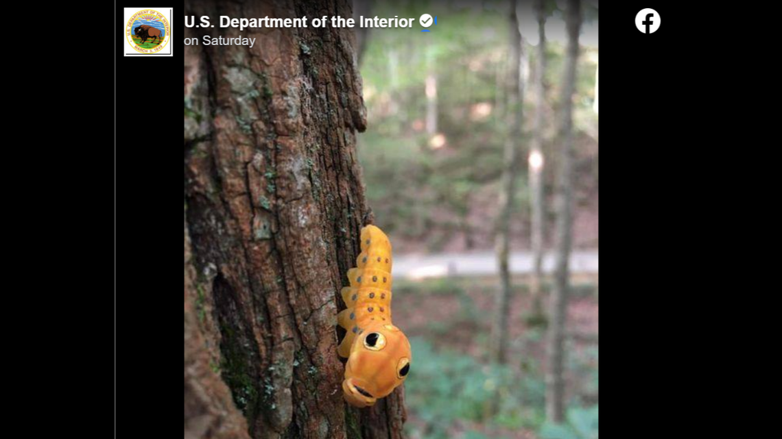 Bugs are notorious for scaring people, so it’s understandable that many doubt the Spicebush Swallowtail caterpillar is a real thing.