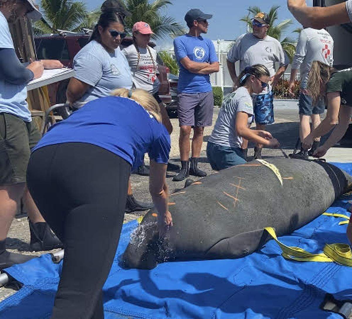 Marine scientists with the Florida Fish and Wildlife Conservation Commission and SeaWorld prepare a manatee to be released back into the wild at Calusa Campground in Key Largo Wednesday, March 29, 2023. The manatee was named Garlic Knot by scientists at SeaWorld, where he was treated for boat propeller injuries.