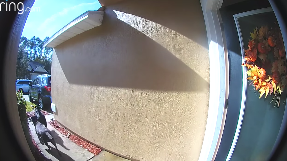 Maureen Hatcher said her two dogs, Labradors Bella and Sadie, saved her life after she suffered a stroke in St. Augustine, Florida. Doorbell video shows the dogs get the attention of a neighbor, who called 911.