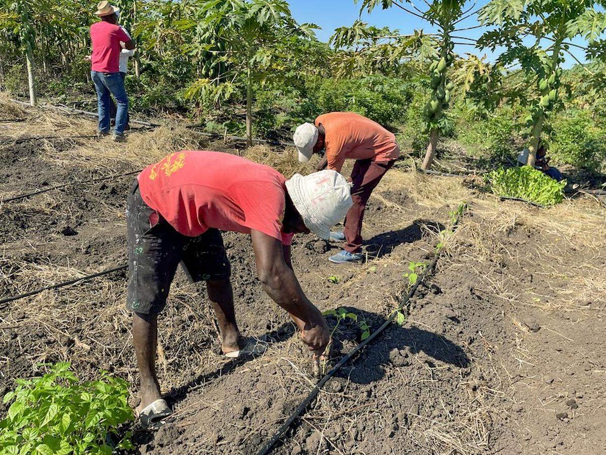 Los agricultores de Haití siempre han pasado apuros para ganarse la vida con sus cosechas. Pero con la ayuda de un grupo de compatriotas, esperan que su suerte cambie.