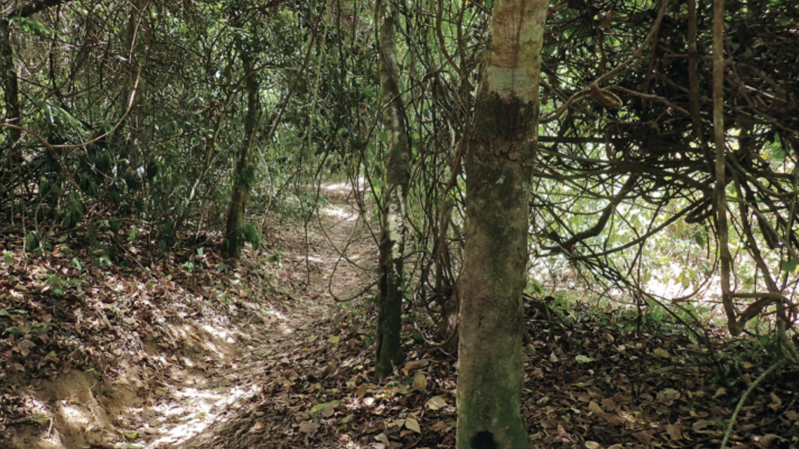 Scientists Just Found Five New Animal Species — and Their Camouflage Tricks Are Astounding