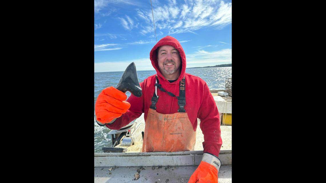 The 5.5-inch-long megalodon tooth came out of the Chesapeake Bay Feb. 10 in load of oysters, according to Stephen Rollins, captain of the Undertaker.