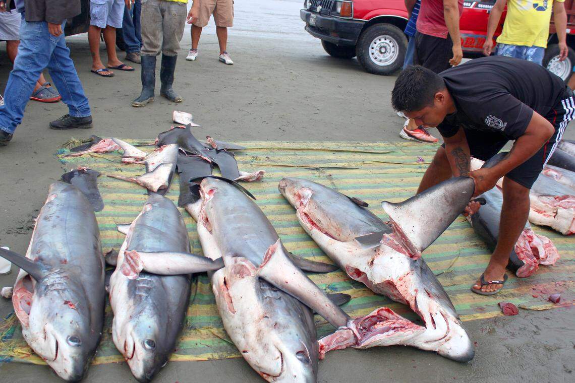 A man cuts fins off sharks after it is brought to port in Manta, Ecuador. The fins are legal to export.