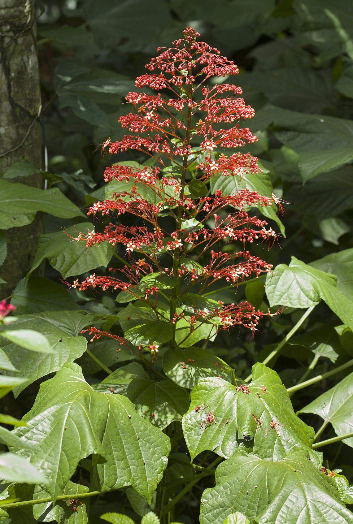 Clerodendrum paniculatum, pagoda flower.