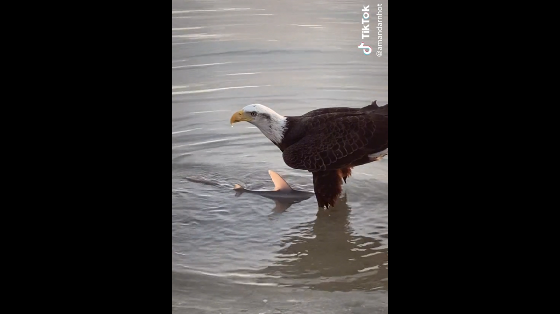 A bald eagle swooped down and snatched a shark from Chad Rissman’s line while he was fishing with his family off the Dunedin Causeway in Florida, according to a TikTok video. AMANDA RISSMAN/TIKTOK SCREENGRAB