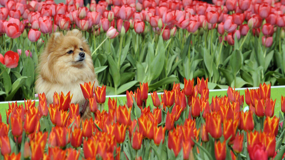 Your houseplant collection might be a pet emergency waiting to happen. Here’s ho...