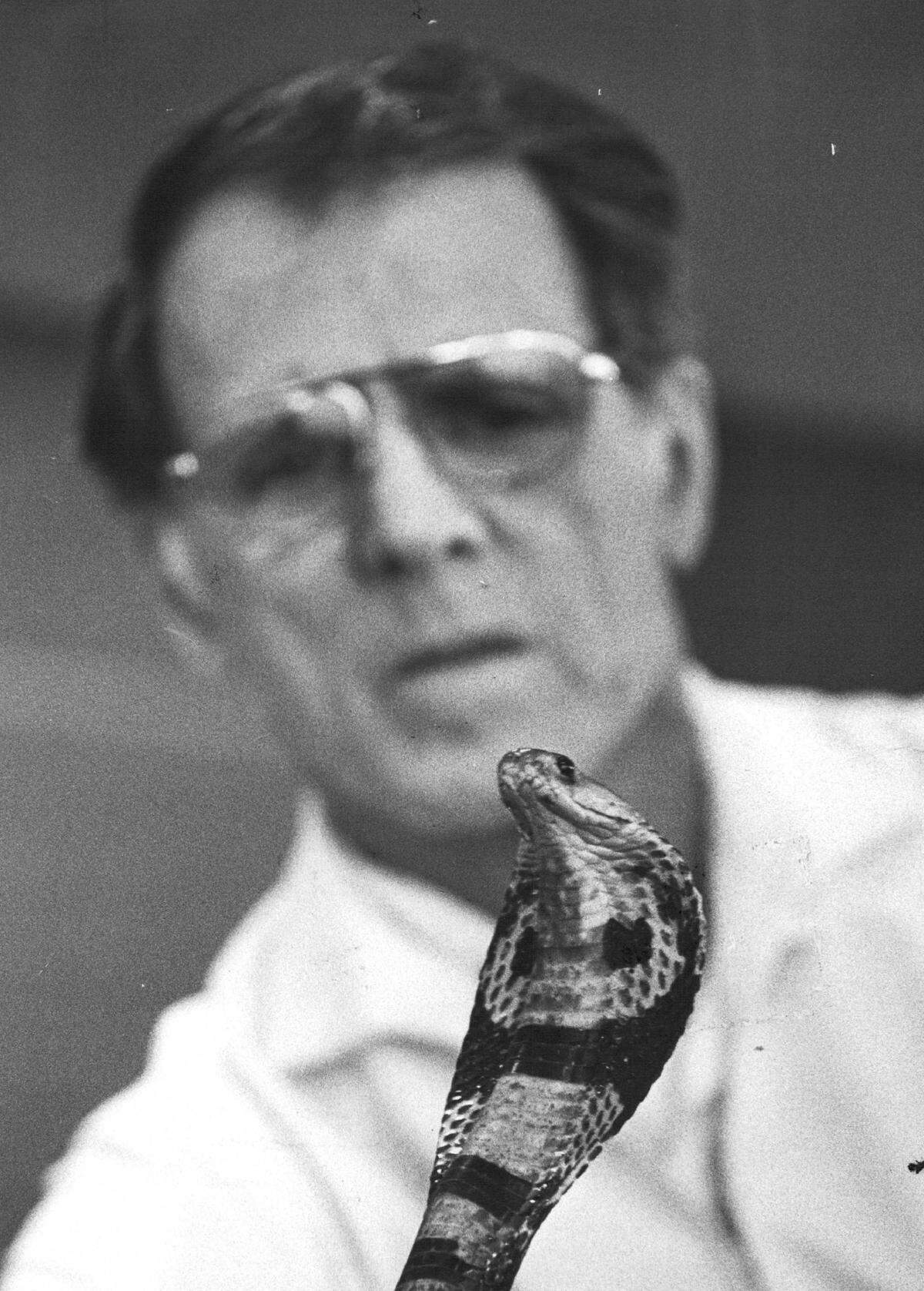Snake expert Bill Haast watches warily as a deadly four-foot Indian cobra snake raises its hooded head at the Miami Serpentarium in 1976.