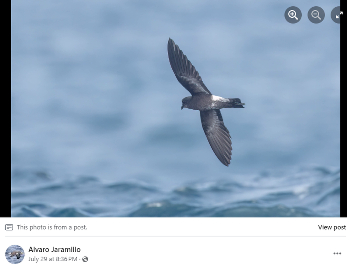 The Andean Storm-Petrel is believed to nest in the high mountains surrounding Santiago, as fledgling birds have been reported there before.