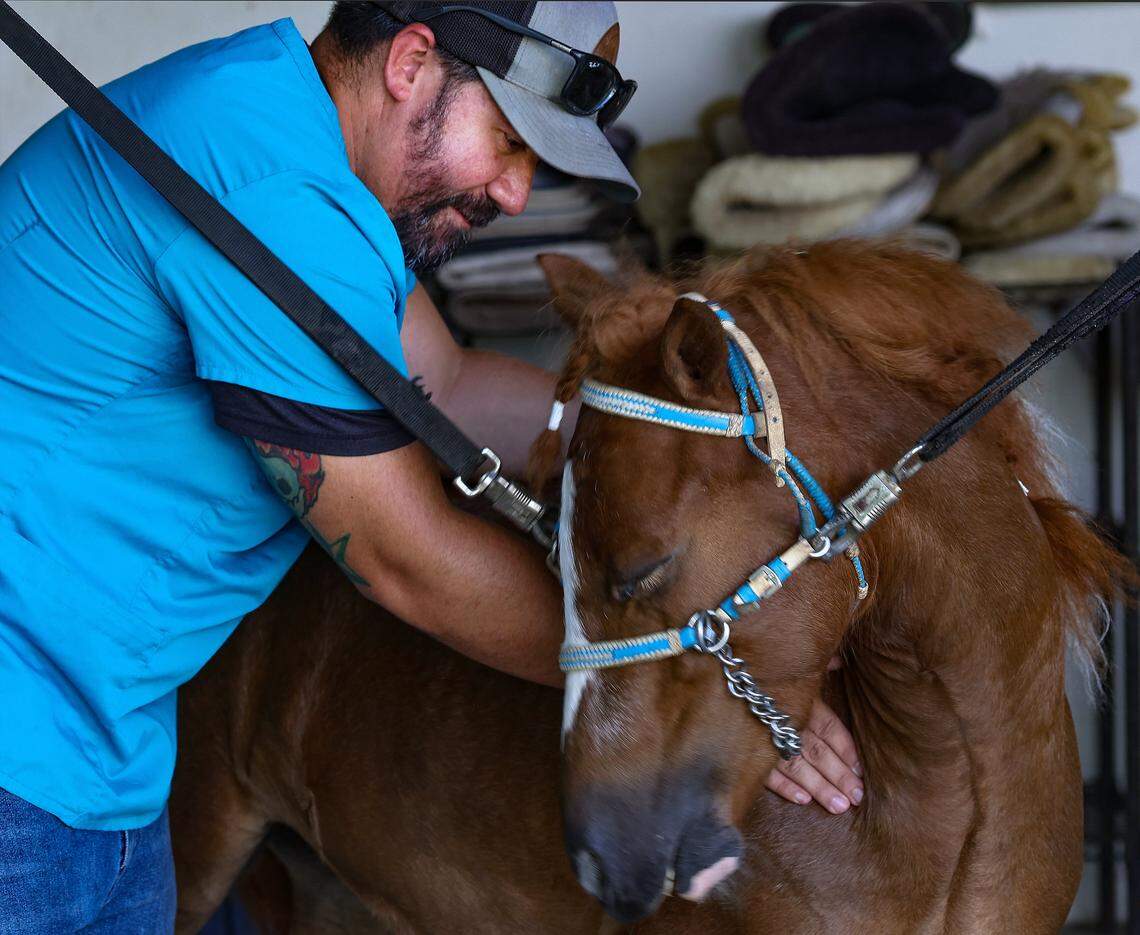 Esteban Suarez, an equine structural integration therapist, massages Pegasus, a miniature therapy horse, to reduce the anxiety and stress caused by trailer transport on Monday, Aug. 25, 2025, at Elysian Stables in Miami. 