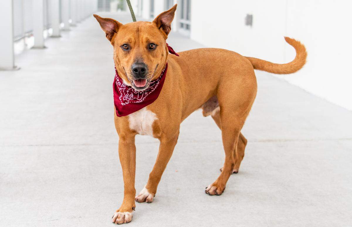 This is Café. Will he be your new BFF?