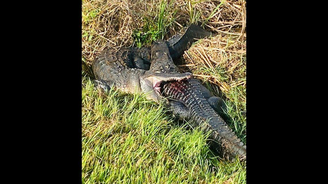 Two Florida alligators took their swamp spat to the next level, by simultaneously biting each other and refusing to let go in Ritch Grissom Memorial Wetlands in Viera. 