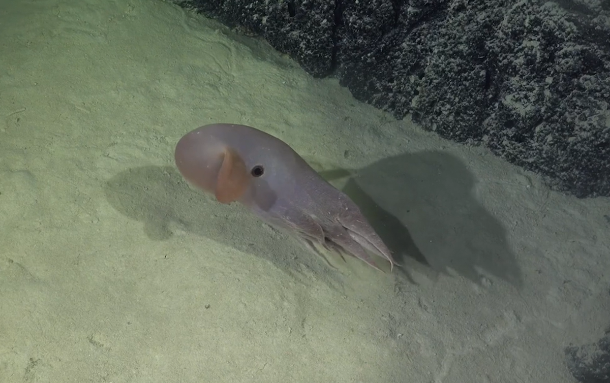 The deep-sea creatures use their fins to swim, scientists said.