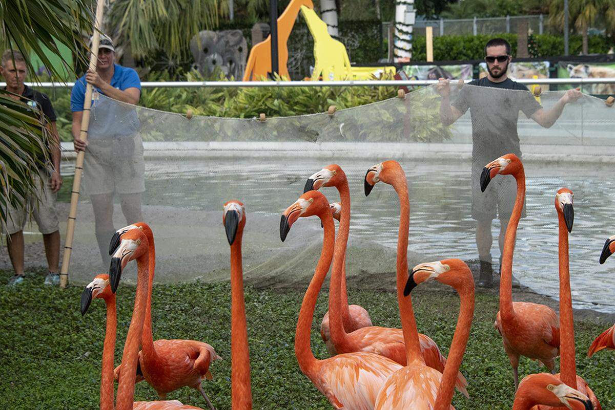 Flamingos are wary of staff approaching with the net.